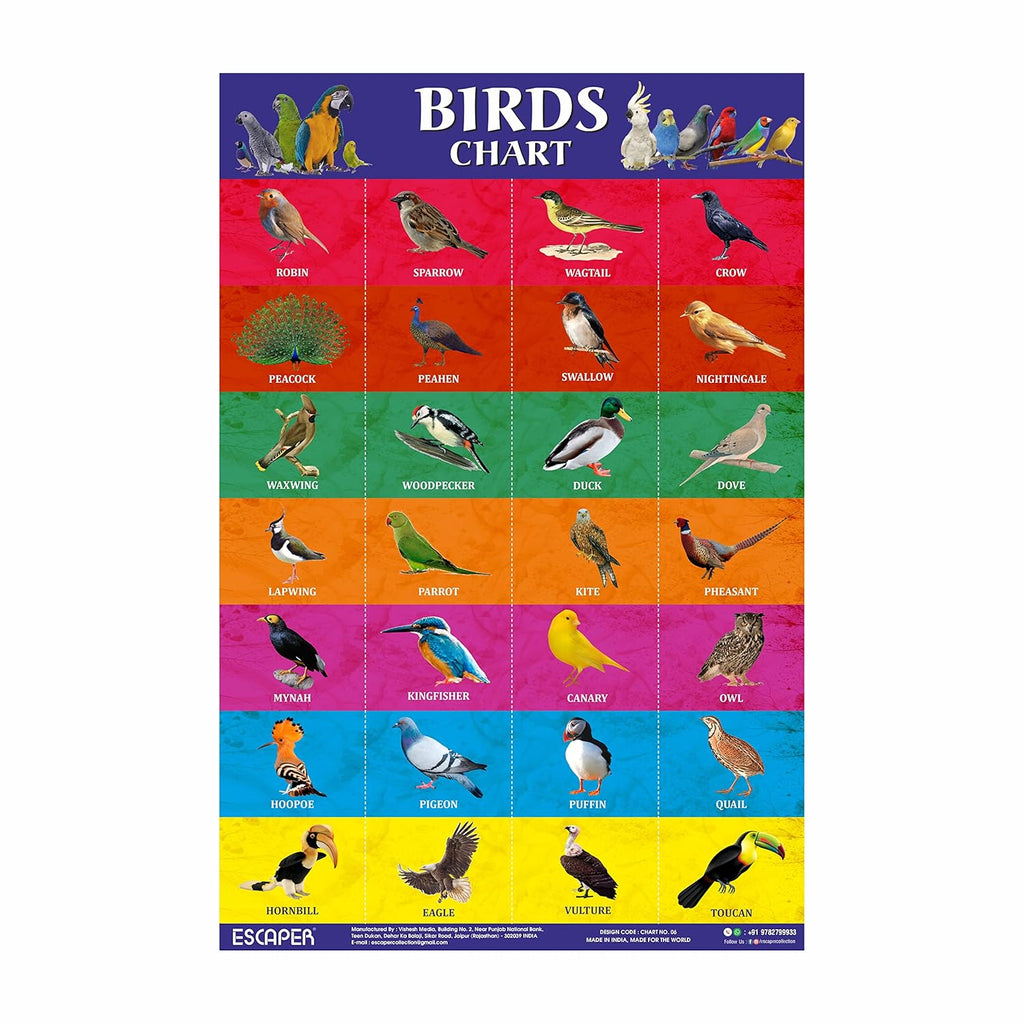 Birds Picture Chart for Kids learning (11.5 x 17.5 inches) Birds Chart for kids, chart for 2 to 5 years, Birds Name Chart, Birds Chart Paper, Birds Laminated Chart