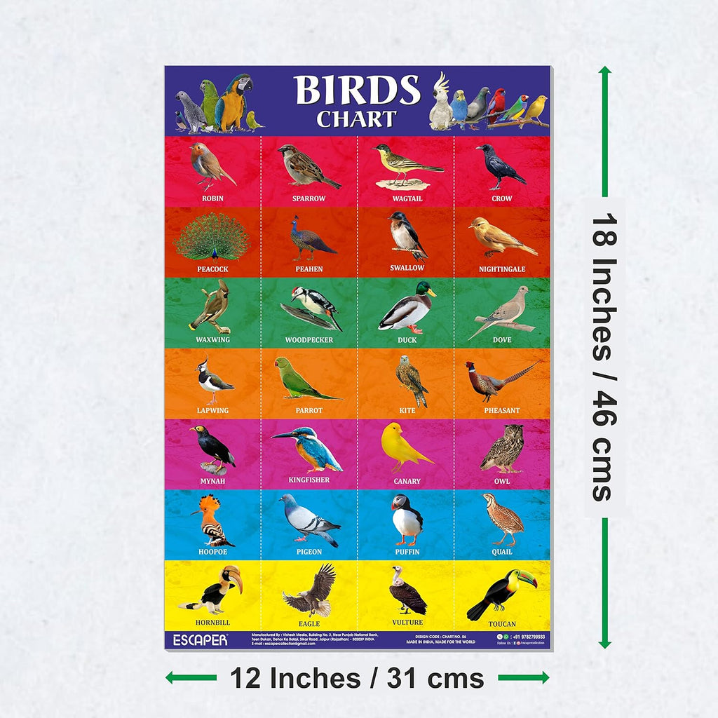 Birds Picture Chart for Kids learning (11.5 x 17.5 inches) Birds Chart for kids, chart for 2 to 5 years, Birds Name Chart, Birds Chart Paper, Birds Laminated Chart